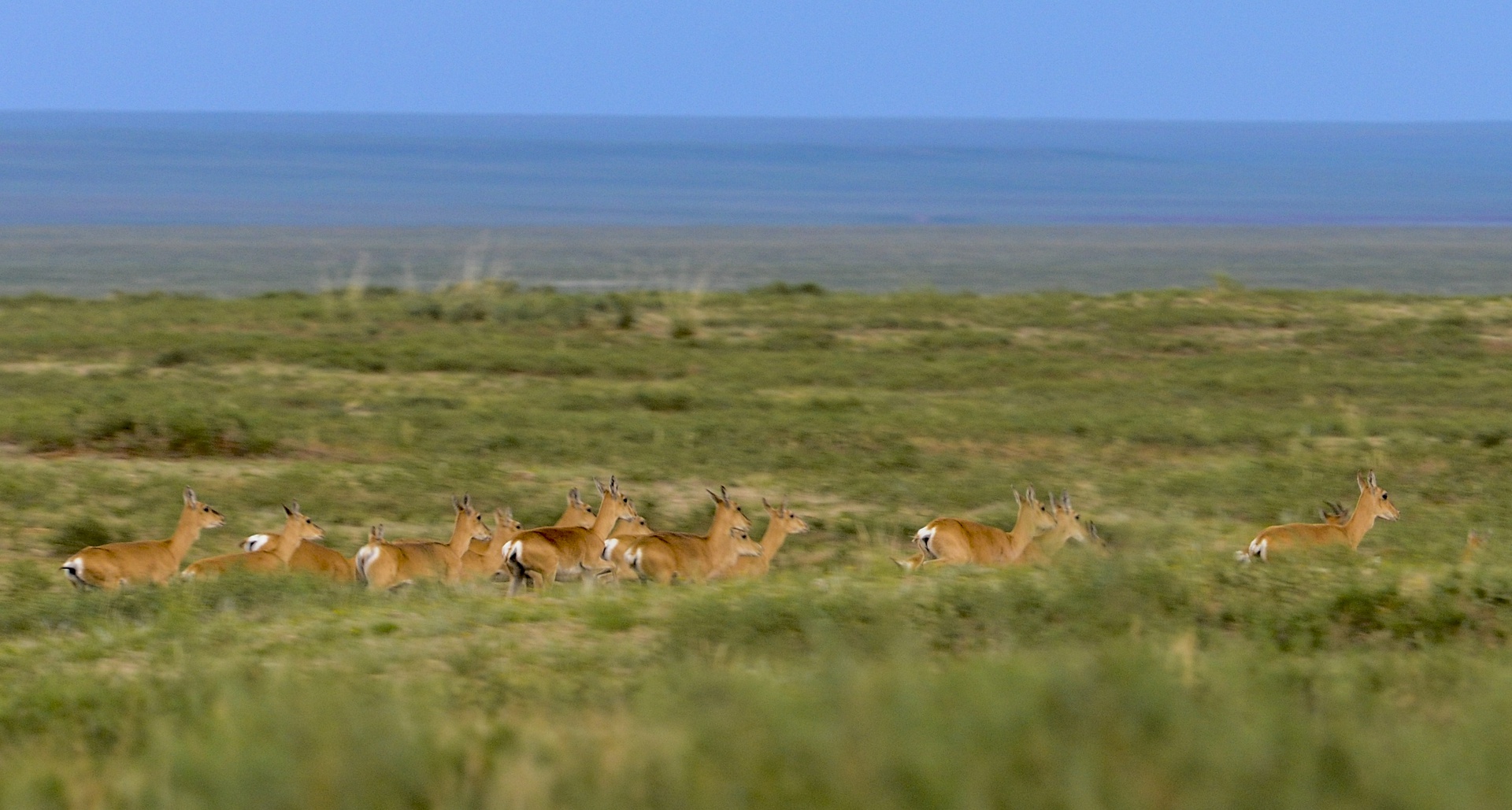 Dornod Mongolian Steppe