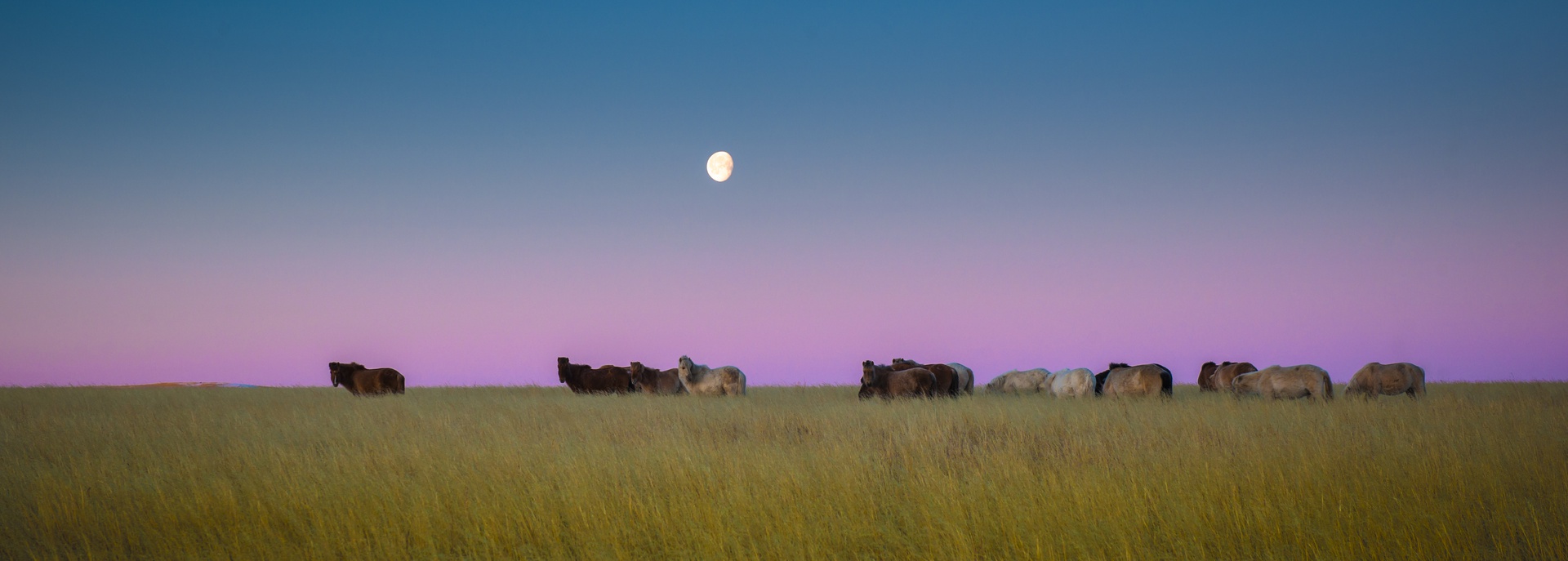 Dornod Mongolian Steppe