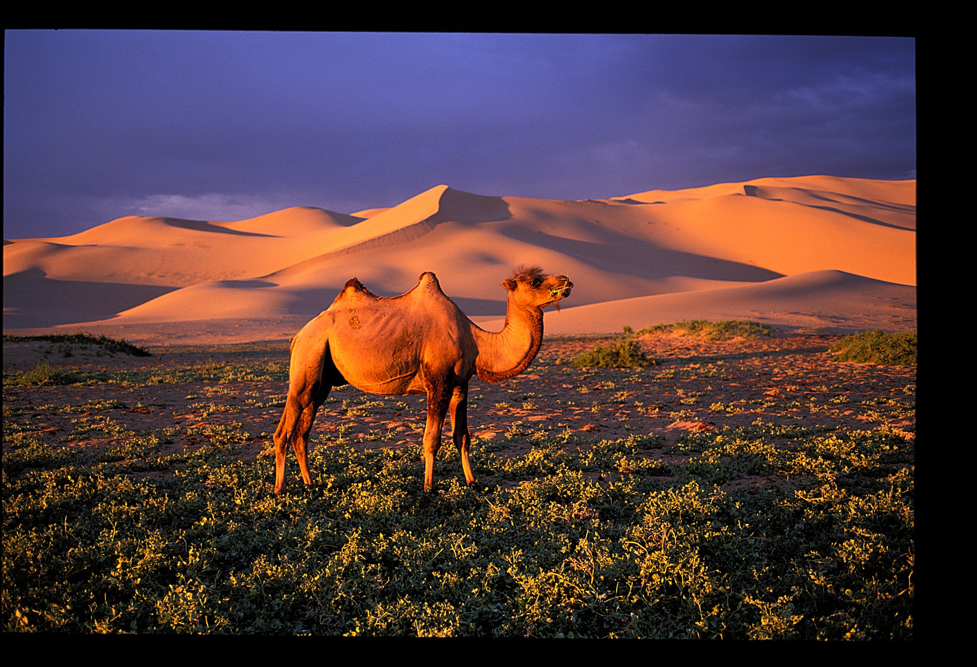 Khongor Sand Dunes (Khongoryn Els)  