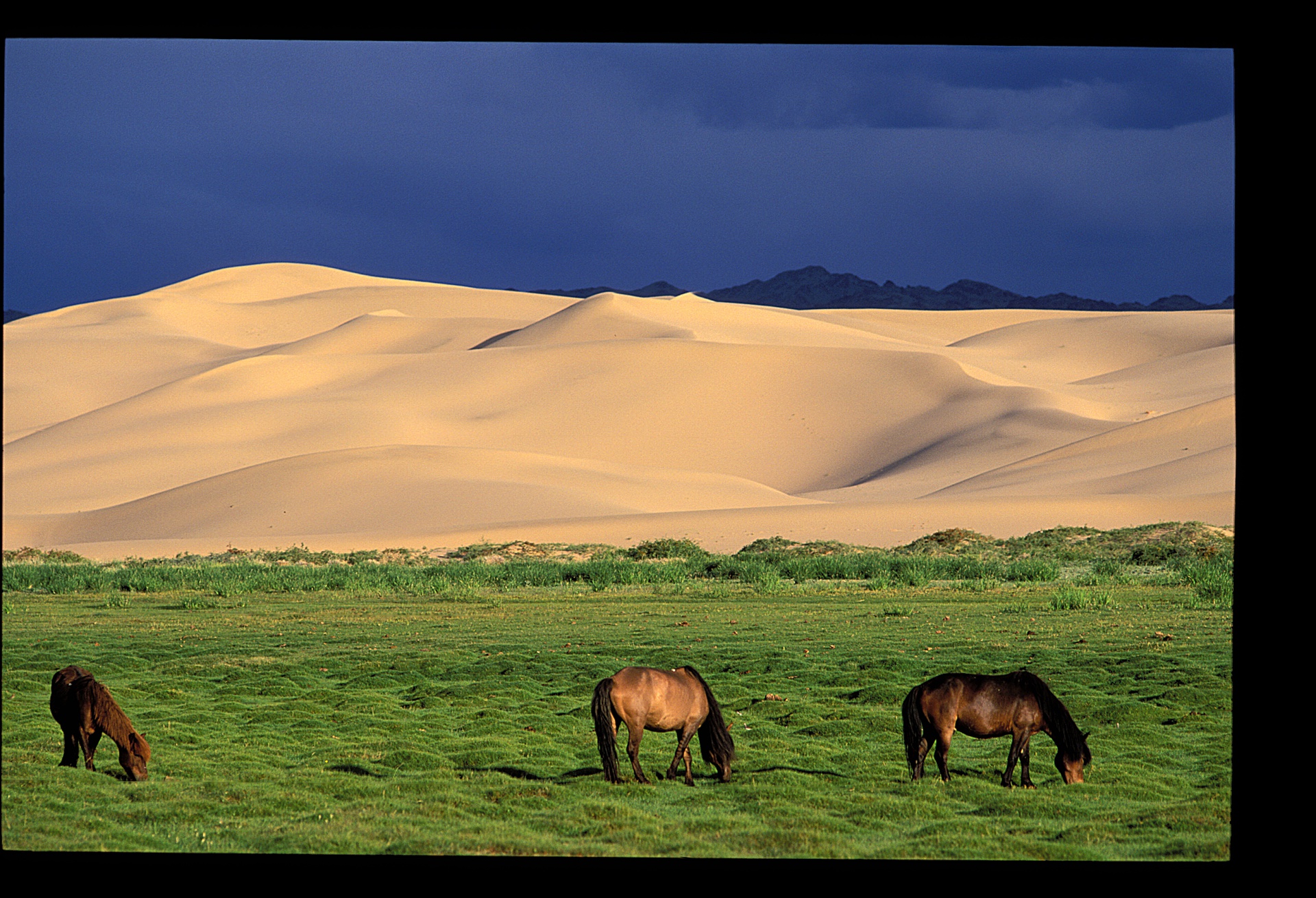 Khongor Sand Dunes (Khongoryn Els)  