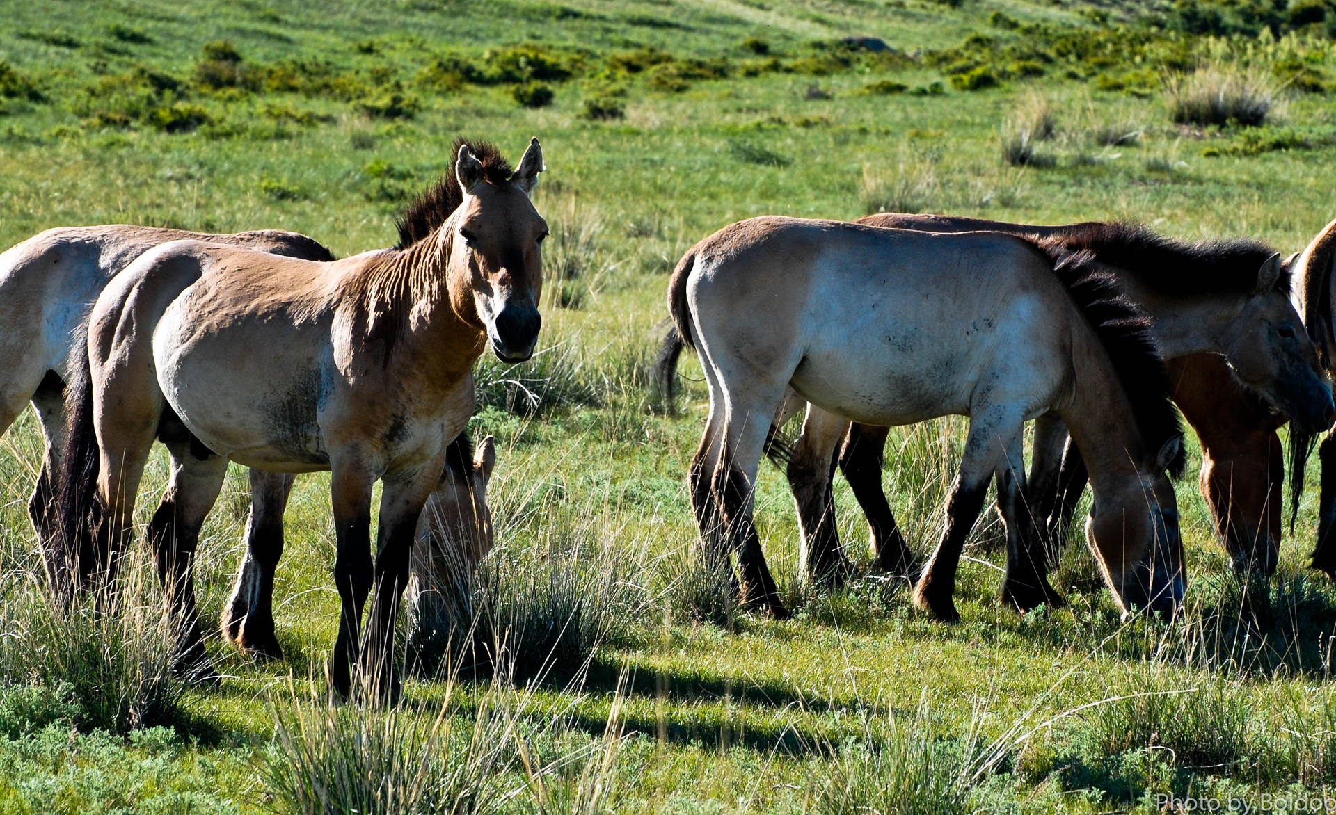 Khustai National Park